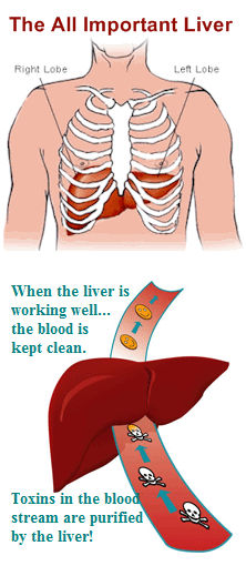 liver importance